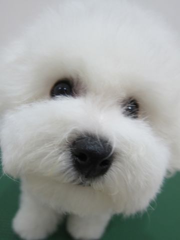 ӥե꡼եȥҥå襤ӥե꡼Ҹ줳ʸhundehutteӥե꡼Bichon Friseӥե꡼ʤΤ᥹Ҹc.jpg