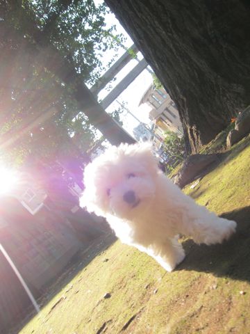 ӥե꡼եȥҥå襤ӥե꡼Ҹ줳ʸhundehutteӥե꡼Bichon Friseӥե꡼ʤΤ᥹Ҹm.jpg