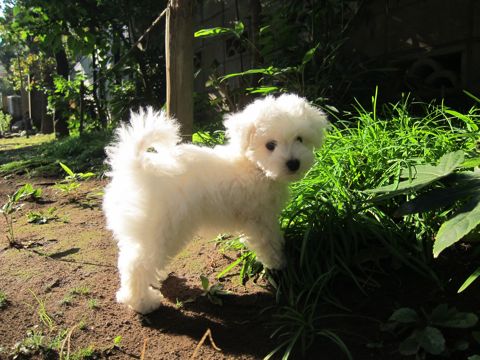 ӥե꡼եȥҥå襤ӥե꡼Ҹ줳ʸhundehutteӥե꡼Bichon Friseӥե꡼ʤΤ᥹Ҹn.jpg