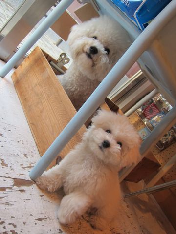 犬ペットホテルおあずかり文京区ビションフリーゼフントヒュッテ東京トリミングサロン関東hundehutteペットサロンビション画像ビションフリーゼトリミング料金1.jpg