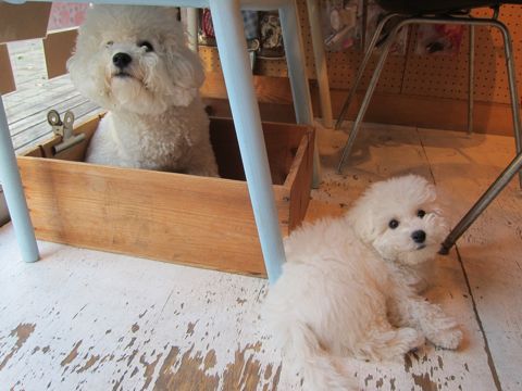 犬ペットホテルおあずかり文京区ビションフリーゼフントヒュッテ東京トリミングサロン関東hundehutteペットサロンビション画像ビションフリーゼトリミング料金5.jpg