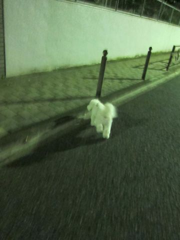 犬ペットホテルおあずかり文京区ビションフリーゼフントヒュッテ東京トリミングサロン関東hundehutteペットサロンビション画像ビションフリーゼトリミング料金7.jpg