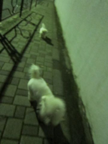犬ペットホテルおあずかり文京区ビションフリーゼフントヒュッテ東京トリミングサロン関東hundehutteペットサロンビション画像ビションフリーゼトリミング料金9.jpg