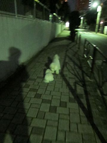 犬ペットホテルおあずかり文京区ビションフリーゼフントヒュッテ東京トリミングサロン関東hundehutteペットサロンビション画像ビションフリーゼトリミング料金10.jpg
