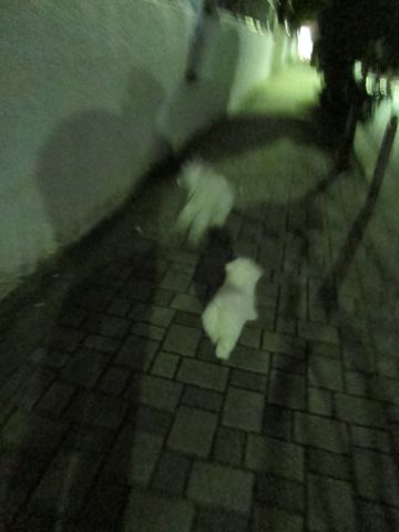 犬ペットホテルおあずかり文京区ビションフリーゼフントヒュッテ東京トリミングサロン関東hundehutteペットサロンビション画像ビションフリーゼトリミング料金11.jpg