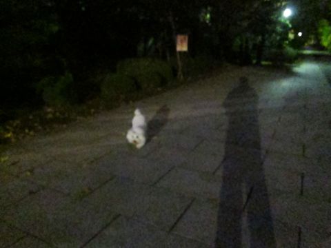 犬ペットホテルおあずかり文京区ビションフリーゼフントヒュッテ東京トリミングサロン関東hundehutteペットサロンビション画像ビションフリーゼトリミング料金13.jpg