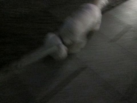犬ペットホテルおあずかり文京区ビションフリーゼフントヒュッテ東京トリミングサロン関東hundehutteペットサロンビション画像ビションフリーゼトリミング料金14.jpg