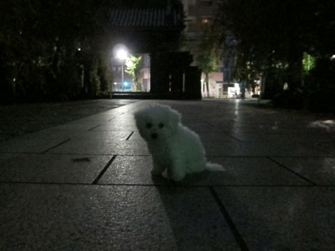 犬ペットホテルおあずかり文京区ビションフリーゼフントヒュッテ東京トリミングサロン関東hundehutteペットサロンビション画像ビションフリーゼトリミング料金16.jpg
