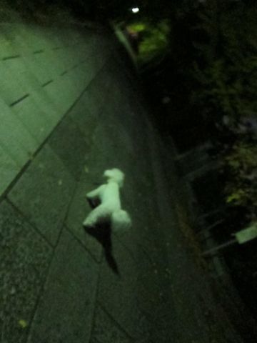 犬ペットホテルおあずかり文京区ビションフリーゼフントヒュッテ東京トリミングサロン関東hundehutteペットサロンビション画像ビションフリーゼトリミング料金17.jpg