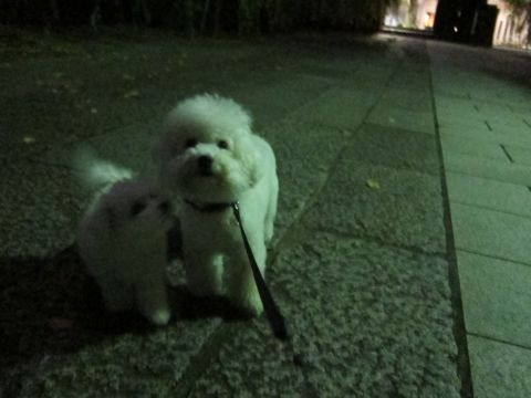 犬ペットホテルおあずかり文京区ビションフリーゼフントヒュッテ東京トリミングサロン関東hundehutteペットサロンビション画像ビションフリーゼトリミング料金19.jpg