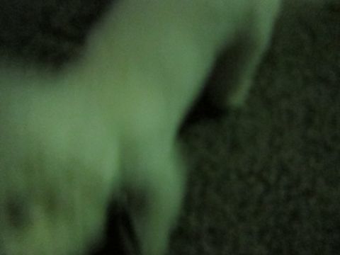 犬ペットホテルおあずかり文京区ビションフリーゼフントヒュッテ東京トリミングサロン関東hundehutteペットサロンビション画像ビションフリーゼトリミング料金21.jpg