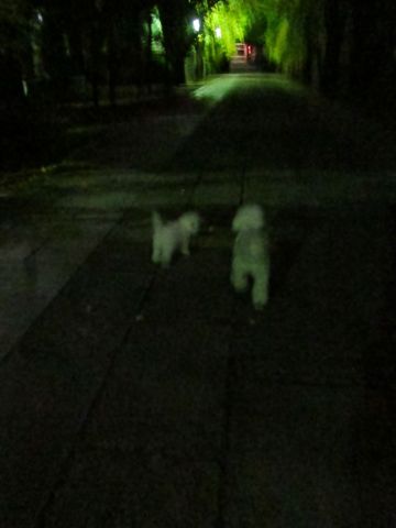 犬ペットホテルおあずかり文京区ビションフリーゼフントヒュッテ東京トリミングサロン関東hundehutteペットサロンビション画像ビションフリーゼトリミング料金22.jpg