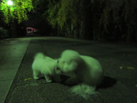犬ペットホテルおあずかり文京区ビションフリーゼフントヒュッテ東京トリミングサロン関東hundehutteペットサロンビション画像ビションフリーゼトリミング料金25.jpg