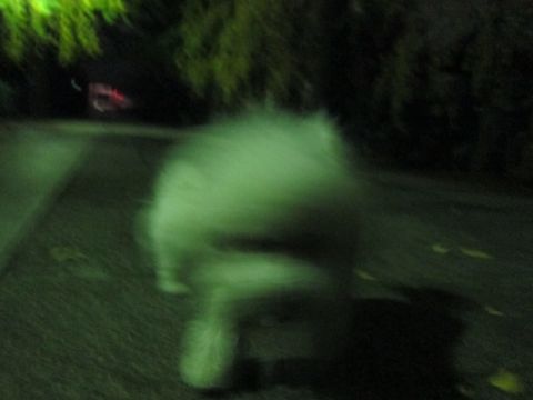 犬ペットホテルおあずかり文京区ビションフリーゼフントヒュッテ東京トリミングサロン関東hundehutteペットサロンビション画像ビションフリーゼトリミング料金26.jpg