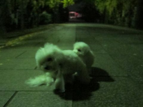 犬ペットホテルおあずかり文京区ビションフリーゼフントヒュッテ東京トリミングサロン関東hundehutteペットサロンビション画像ビションフリーゼトリミング料金27.jpg