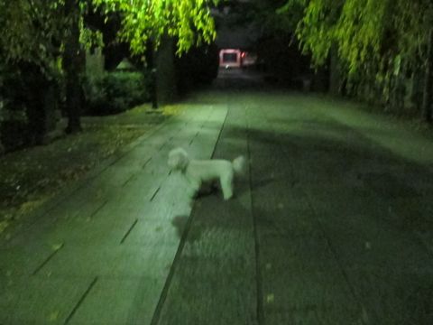犬ペットホテルおあずかり文京区ビションフリーゼフントヒュッテ東京トリミングサロン関東hundehutteペットサロンビション画像ビションフリーゼトリミング料金28.jpg