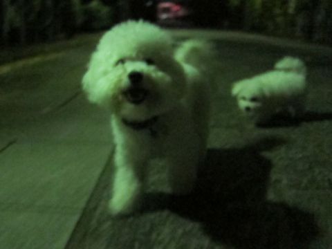 犬ペットホテルおあずかり文京区ビションフリーゼフントヒュッテ東京トリミングサロン関東hundehutteペットサロンビション画像ビションフリーゼトリミング料金30.jpg