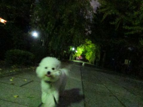 犬ペットホテルおあずかり文京区ビションフリーゼフントヒュッテ東京トリミングサロン関東hundehutteペットサロンビション画像ビションフリーゼトリミング料金32.jpg
