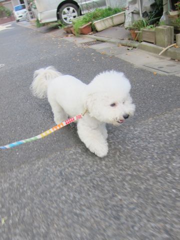 犬ペットホテルおあずかり文京区ビションフリーゼフントヒュッテ東京トリミングサロン関東hundehutteペットサロンビション画像ビションフリーゼトリミング料金35.jpg