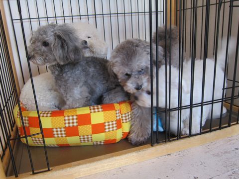犬ペットホテルおあずかり文京区ビションフリーゼフントヒュッテ東京トリミングサロン関東hundehutteペットサロンビション画像ビションフリーゼトリミング料金37.jpg