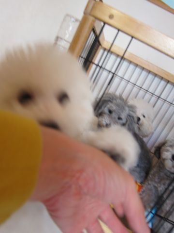 犬ペットホテルおあずかり文京区ビションフリーゼフントヒュッテ東京トリミングサロン関東hundehutteペットサロンビション画像ビションフリーゼトリミング料金38.jpg