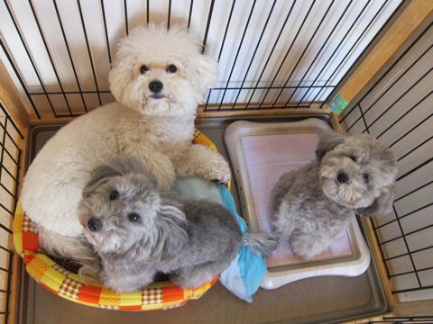 犬ペットホテルおあずかり文京区ビションフリーゼフントヒュッテ東京トリミングサロン関東hundehutteペットサロンビション画像ビションフリーゼトリミング料金39.jpg