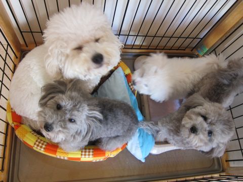 犬ペットホテルおあずかり文京区ビションフリーゼフントヒュッテ東京トリミングサロン関東hundehutteペットサロンビション画像ビションフリーゼトリミング料金40.jpg