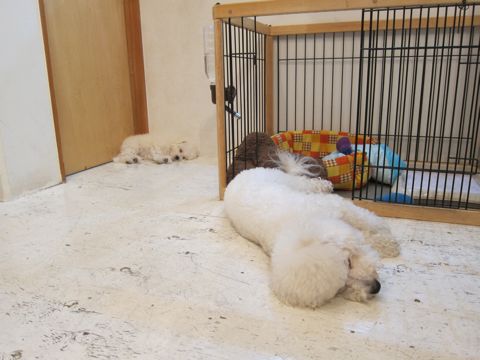犬ペットホテルおあずかり文京区ビションフリーゼフントヒュッテ東京トリミングサロン関東hundehutteペットサロンビション画像ビションフリーゼトリミング料金41.jpg