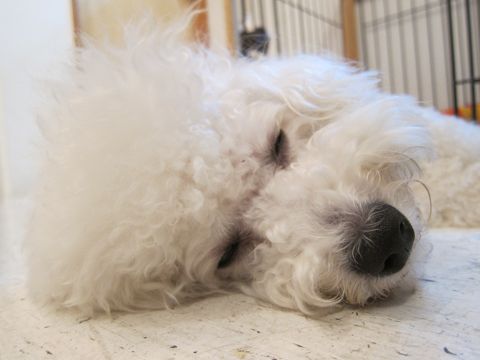 犬ペットホテルおあずかり文京区ビションフリーゼフントヒュッテ東京トリミングサロン関東hundehutteペットサロンビション画像ビションフリーゼトリミング料金46.jpg