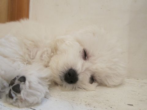犬ペットホテルおあずかり文京区ビションフリーゼフントヒュッテ東京トリミングサロン関東hundehutteペットサロンビション画像ビションフリーゼトリミング料金47.jpg