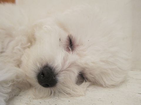 犬ペットホテルおあずかり文京区ビションフリーゼフントヒュッテ東京トリミングサロン関東hundehutteペットサロンビション画像ビションフリーゼトリミング料金48.jpg