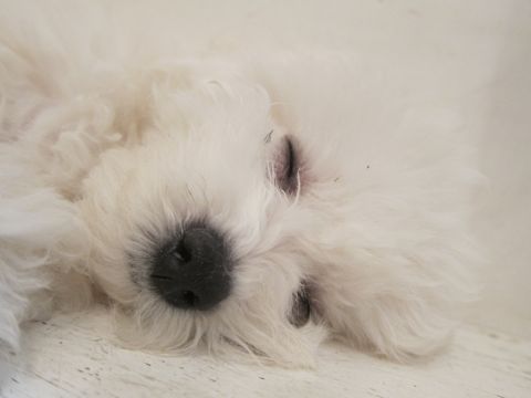 犬ペットホテルおあずかり文京区ビションフリーゼフントヒュッテ東京トリミングサロン関東hundehutteペットサロンビション画像ビションフリーゼトリミング料金49.jpg