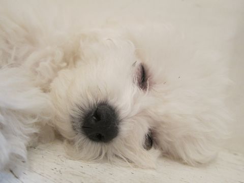 犬ペットホテルおあずかり文京区ビションフリーゼフントヒュッテ東京トリミングサロン関東hundehutteペットサロンビション画像ビションフリーゼトリミング料金50.jpg