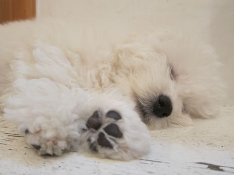 犬ペットホテルおあずかり文京区ビションフリーゼフントヒュッテ東京トリミングサロン関東hundehutteペットサロンビション画像ビションフリーゼトリミング料金51.jpg