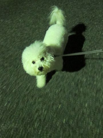 犬ペットホテルおあずかり文京区ビションフリーゼフントヒュッテ東京トリミングサロン関東hundehutteペットサロンビション画像ビションフリーゼトリミング料金52.jpg