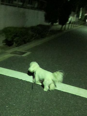 犬ペットホテルおあずかり文京区ビションフリーゼフントヒュッテ東京トリミングサロン関東hundehutteペットサロンビション画像ビションフリーゼトリミング料金54.jpg