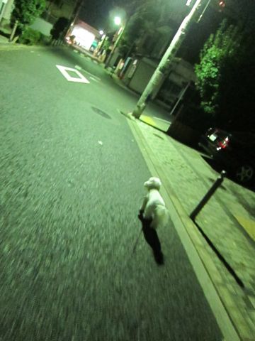 犬ペットホテルおあずかり文京区ビションフリーゼフントヒュッテ東京トリミングサロン関東hundehutteペットサロンビション画像ビションフリーゼトリミング料金55.jpg