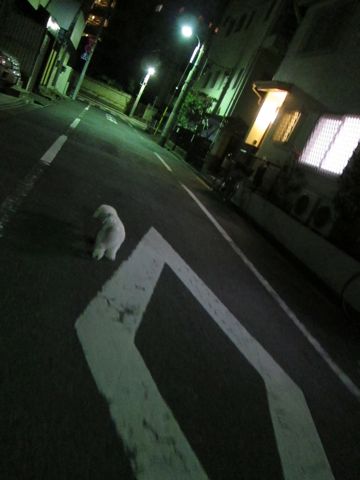 犬ペットホテルおあずかり文京区ビションフリーゼフントヒュッテ東京トリミングサロン関東hundehutteペットサロンビション画像ビションフリーゼトリミング料金56.jpg