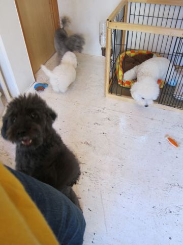 犬ペットホテルおあずかり文京区ビションフリーゼフントヒュッテ東京トリミングサロン関東hundehutteペットサロンビション画像ビションフリーゼトリミング料金58.jpg