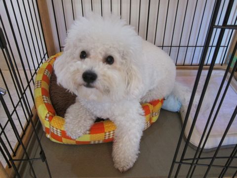 犬ペットホテルおあずかり文京区ビションフリーゼフントヒュッテ東京トリミングサロン関東hundehutteペットサロンビション画像ビションフリーゼトリミング料金59.jpg