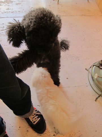 犬ペットホテルおあずかり文京区ビションフリーゼフントヒュッテ東京トリミングサロン関東hundehutteペットサロンビション画像ビションフリーゼトリミング料金60.jpg