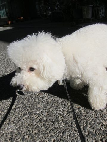 犬ペットホテルおあずかり文京区ビションフリーゼフントヒュッテ東京トリミングサロン関東hundehutteペットサロンビション画像ビションフリーゼトリミング料金62.jpg