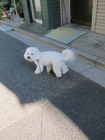 犬ペットホテルおあずかり文京区ビションフリーゼフントヒュッテ東京トリミングサロン関東hundehutteペットサロンビション画像ビションフリーゼトリミング料金63.jpg