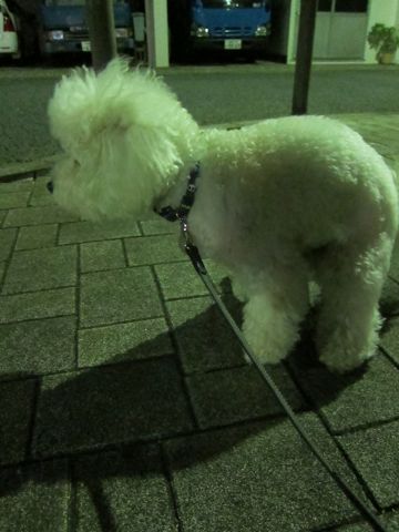 犬ペットホテルおあずかり文京区ビションフリーゼフントヒュッテ東京トリミングサロン関東hundehutteペットサロンビション画像ビションフリーゼトリミング料金64.jpg