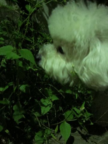 犬ペットホテルおあずかり文京区ビションフリーゼフントヒュッテ東京トリミングサロン関東hundehutteペットサロンビション画像ビションフリーゼトリミング料金66.jpg