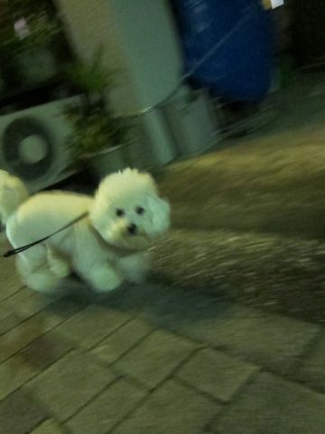 犬ペットホテルおあずかり文京区ビションフリーゼフントヒュッテ東京トリミングサロン関東hundehutteペットサロンビション画像ビションフリーゼトリミング料金68.jpg