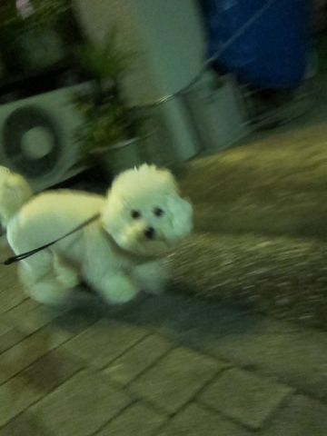犬ペットホテルおあずかり文京区ビションフリーゼフントヒュッテ東京トリミングサロン関東hundehutteペットサロンビション画像ビションフリーゼトリミング料金69.jpg