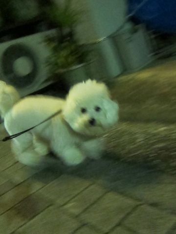 犬ペットホテルおあずかり文京区ビションフリーゼフントヒュッテ東京トリミングサロン関東hundehutteペットサロンビション画像ビションフリーゼトリミング料金70.jpg