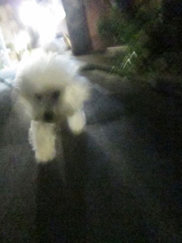 犬ペットホテルおあずかり文京区ビションフリーゼフントヒュッテ東京トリミングサロン関東hundehutteペットサロンビション画像ビションフリーゼトリミング料金71.jpg