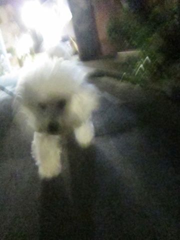 犬ペットホテルおあずかり文京区ビションフリーゼフントヒュッテ東京トリミングサロン関東hundehutteペットサロンビション画像ビションフリーゼトリミング料金72.jpg